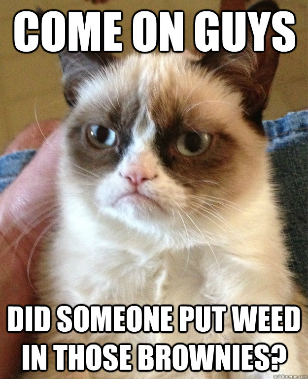 come on guys did someone put weed in those brownies?  Grumpy Cat