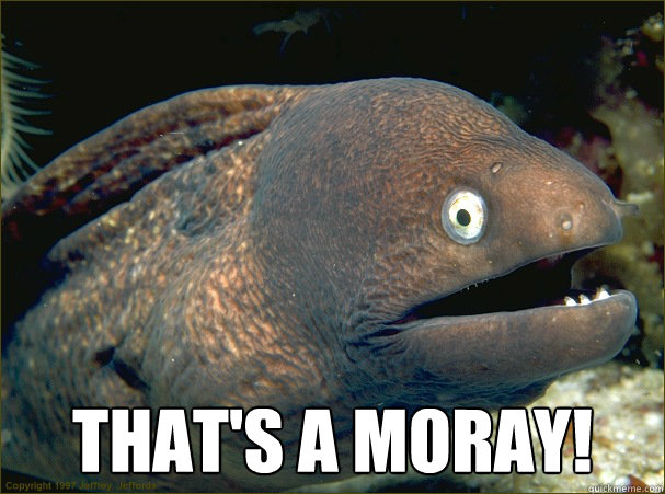  That's a moray! -  That's a moray!  Bad Joke Eel