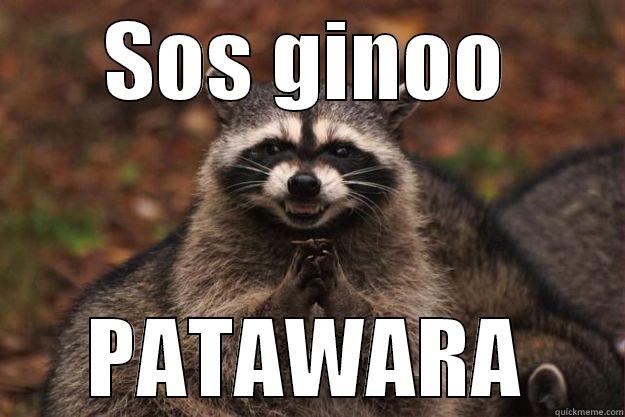 SOS GINOO PATAWARA Evil Plotting Raccoon