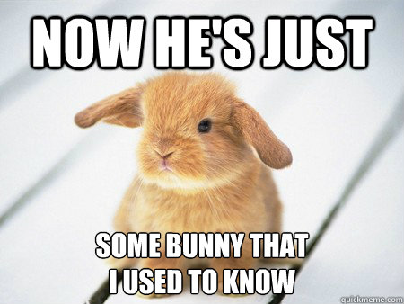 Sign Bunny  Know Your Meme