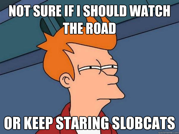 not sure if I should watch the road Or keep staring slobcats  Futurama Fry