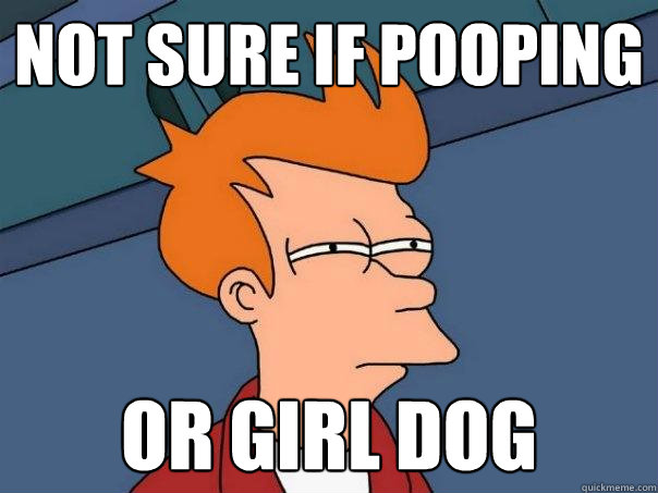 not sure if pooping or girl dog  Futurama Fry