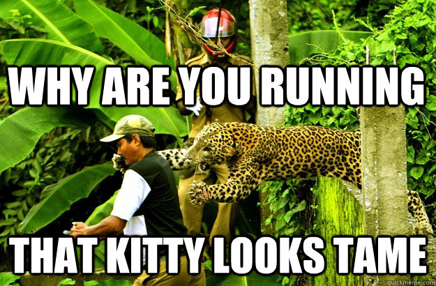 Why are you running that kitty looks tame  Honest Leopard