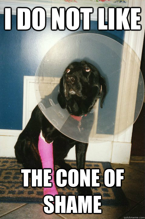I do not like the cone of shame  Disappointed Dog