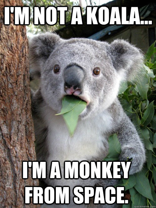 I'M NOT A KOALA... I'M A MONKEY FROM SPACE.  - I'M NOT A KOALA... I'M A MONKEY FROM SPACE.   koala bear