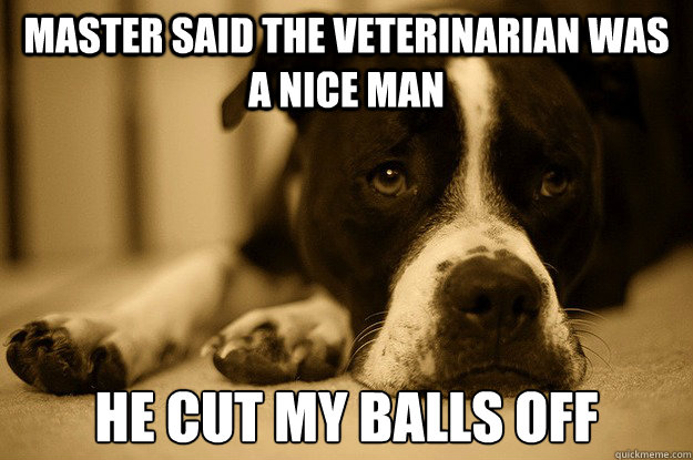 master said the veterinarian was a nice man he cut my balls off  