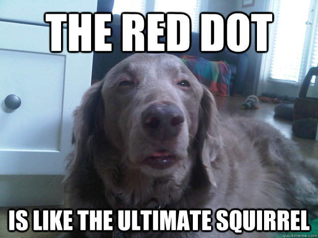 The Red Dot Is Like The Ultimate Squirrel  10 Dog