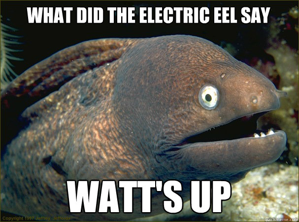 What did the electric eel say WATT'S UP  Bad Joke Eel