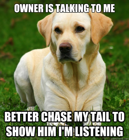 Owner is talking to me better chase my tail to show him i'm listening  Dog Logic