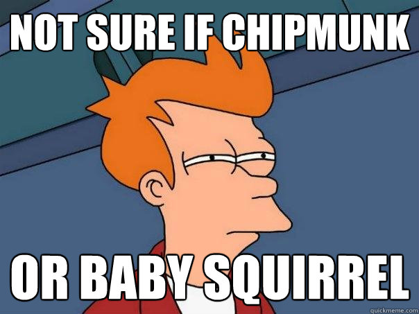 not sure if chipmunk Or baby squirrel  Futurama Fry