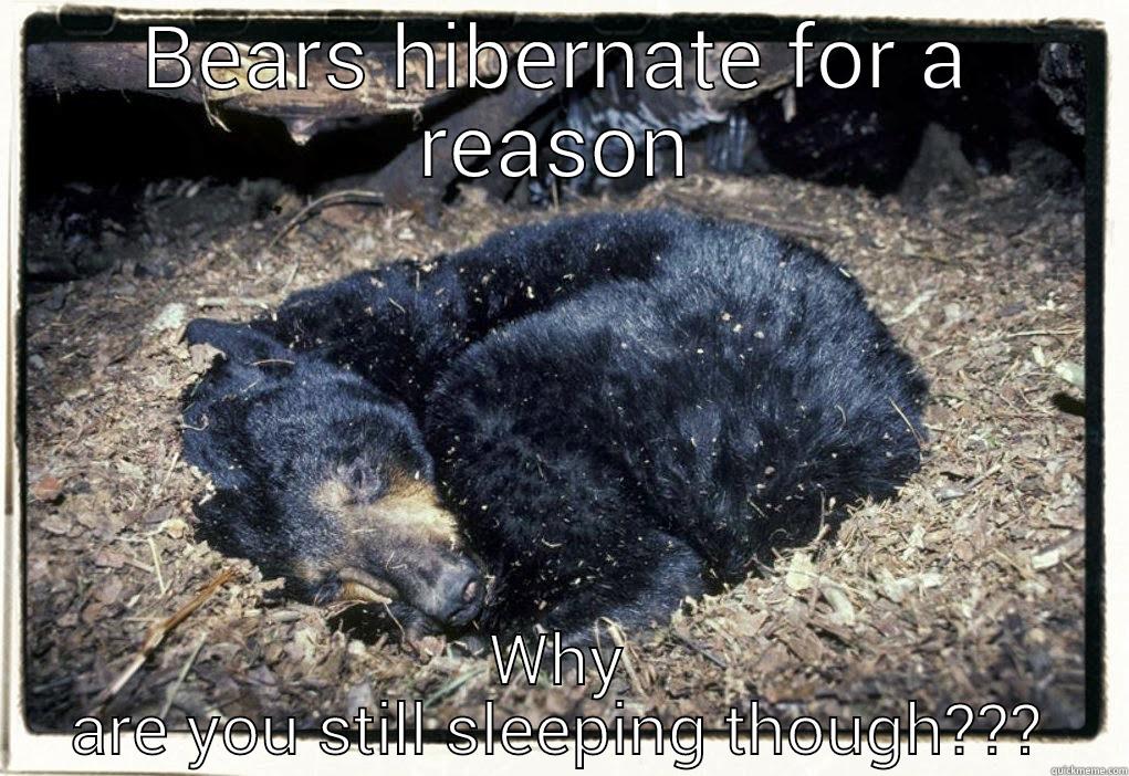 BEARS HIBERNATE FOR A REASON WHY ARE YOU STILL SLEEPING THOUGH??? Misc