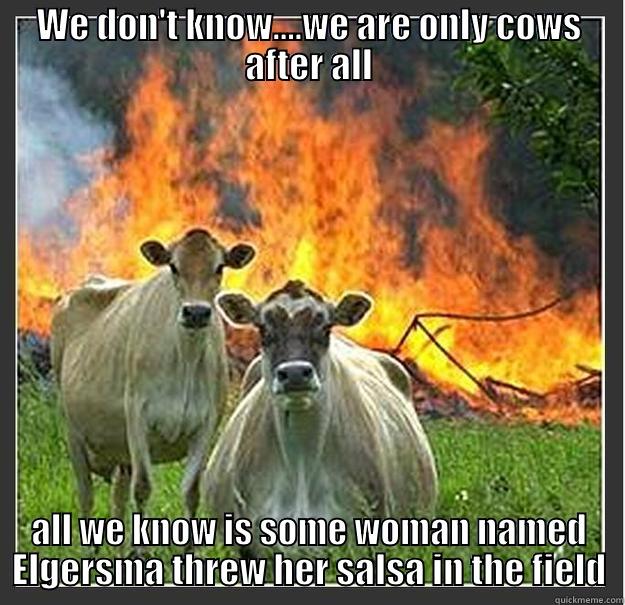 WE DON'T KNOW....WE ARE ONLY COWS AFTER ALL ALL WE KNOW IS SOME WOMAN NAMED ELGERSMA THREW HER SALSA IN THE FIELD Evil cows