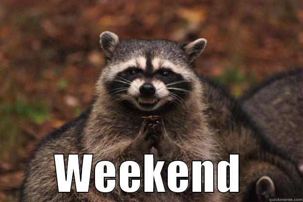  WEEKEND Evil Plotting Raccoon