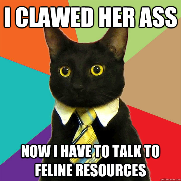 I Clawed her ass now i have to talk to feline resources  Business Cat