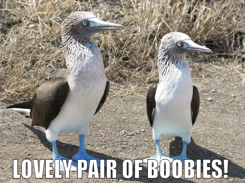  LOVELY PAIR OF BOOBIES! Misc