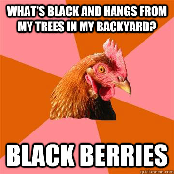 What's Black and hangs from my trees in my backyard? Black Berries  Anti-Joke Chicken