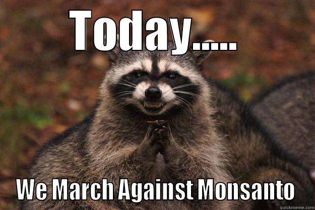 TODAY..... WE MARCH AGAINST MONSANTO Evil Plotting Raccoon