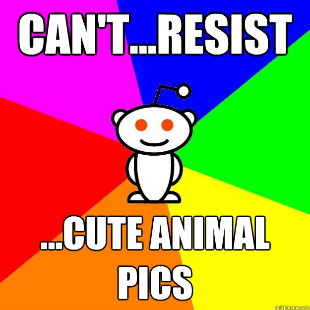 Can't...Resist ...Cute animal pics  Reddit Alien