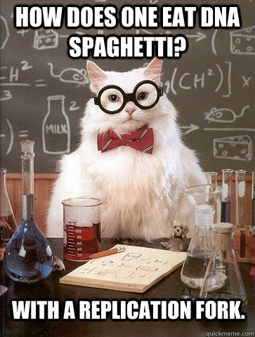 How does one eat DNA spaghetti? With a replication fork.  Chemistry Cat