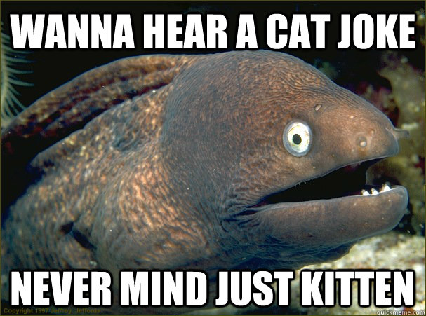 Wanna hear a cat joke Never mind just kitten   Bad Joke Eel