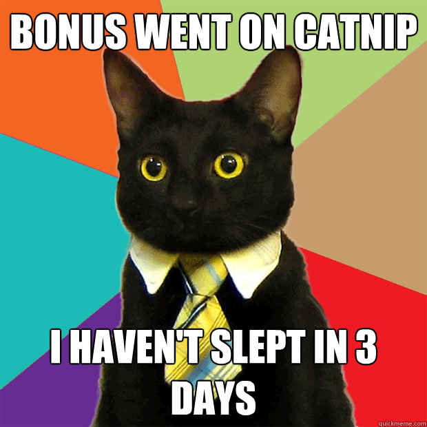 BONUS WENT ON CATNIP I HAVEN'T SLEPT IN 3 DAYS  Business Cat