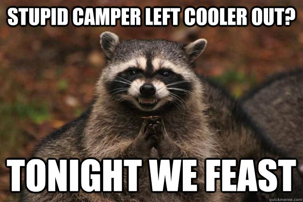 Stupid Camper Left cooler out? Tonight we feast - Stupid Camper Left cooler out? Tonight we feast  Evil Plotting Raccoon