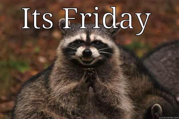 ITS FRIDAY  Evil Plotting Raccoon