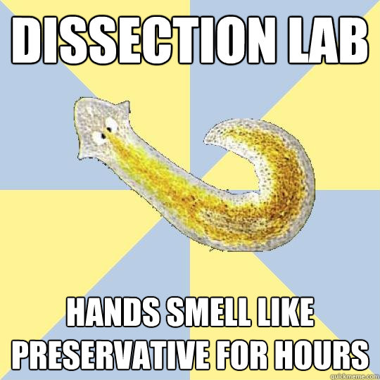 Dissection lab Hands smell like preservative for hours  Bio Major Planarian