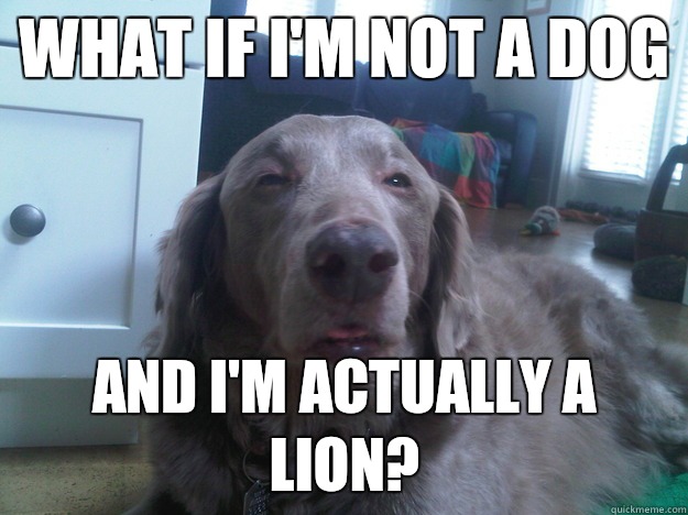 What if I'm not a dog And I'm actually a lion?  10 Dog