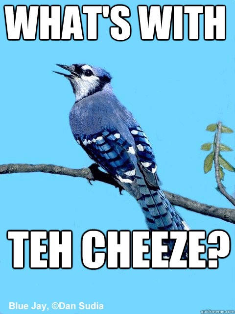 what's with teh cheeze?  Blue Team Bird