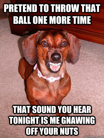 Pretend to throw that ball one more time that sound you hear tonight is me gnawing off your nuts - Pretend to throw that ball one more time that sound you hear tonight is me gnawing off your nuts  wiener dog doxie daschund