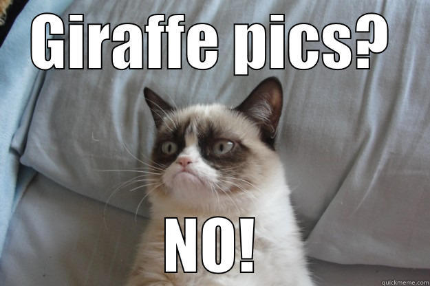 GIRAFFE PICS? NO! Grumpy Cat