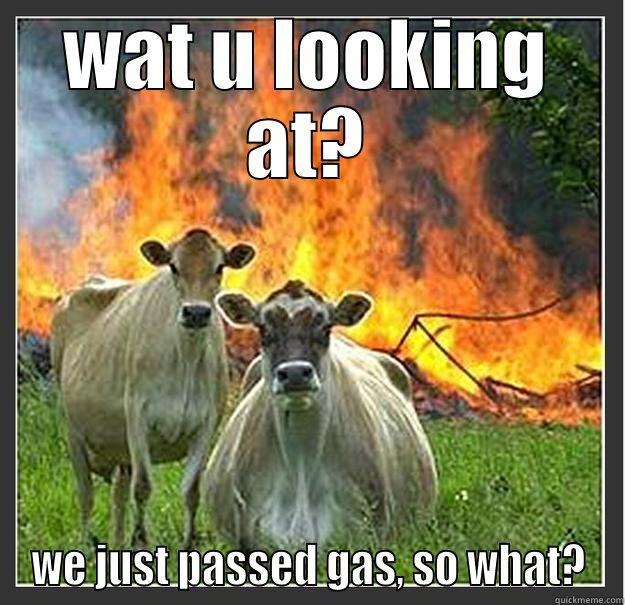 WAT U LOOKING AT? WE JUST PASSED GAS, SO WHAT? Evil cows