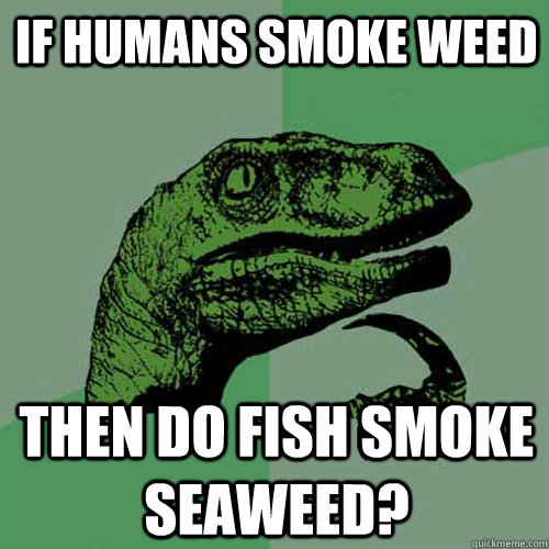 if humans smoke weed then do fish smoke seaweed?  Philosoraptor