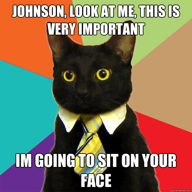 Johnson, Look at me, this is very important  Im going to sit on your face  Business Cat