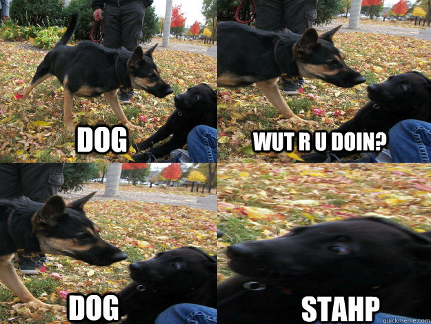 DOG wut r u doin? dog STAHP - DOG wut r u doin? dog STAHP  Misc