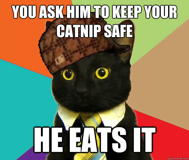 you ask him to keep your catnip safe he eats it - you ask him to keep your catnip safe he eats it  Scumbag Cat