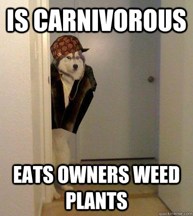 IS CARNIVOROUS EATS OWNERS WEED PLANTS   Scumbag dog