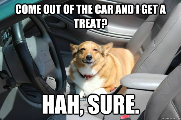 Come out of the car and I get a treat? Hah, Sure. - Come out of the car and I get a treat? Hah, Sure.  Skeptical Dog