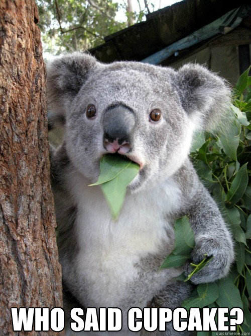  WHO SAID CUPCAKE? Caption 3 goes here  koala bear