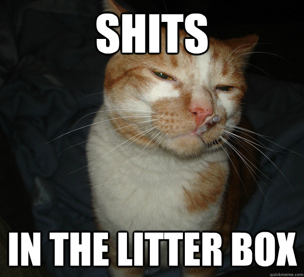 shits in the litter box - shits in the litter box  Cool Cat Craig