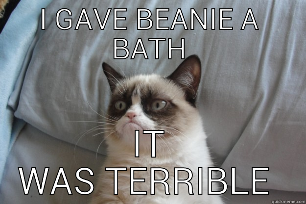 I GAVE BEANIE A BATH IT WAS TERRIBLE  Grumpy Cat