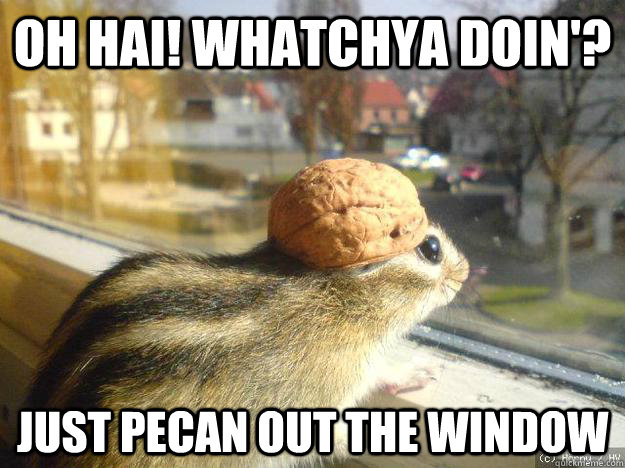 Oh hai! Whatchya doin'? Just pecan out the window  Adventure Chipmunk