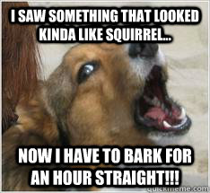 I saw something that looked kinda like squirrel... Now I have to bark for an hour straight!!!  Dog Logic