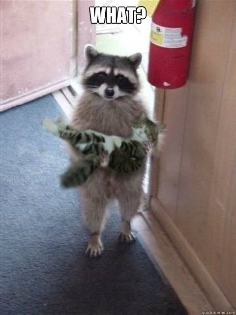 WHAT?  - WHAT?   Raccoon cat hostage