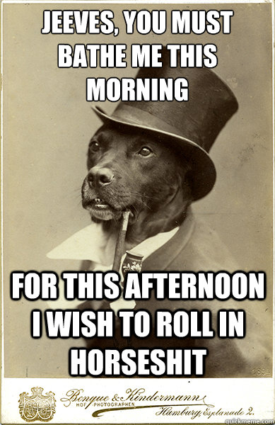 Jeeves, you must bathe me this morning
 for this afternoon i wish to roll in horseshit - Jeeves, you must bathe me this morning
 for this afternoon i wish to roll in horseshit  Old Money Dog