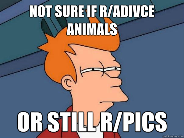 Not sure if R/Adivce animals or still r/pics  Futurama Fry