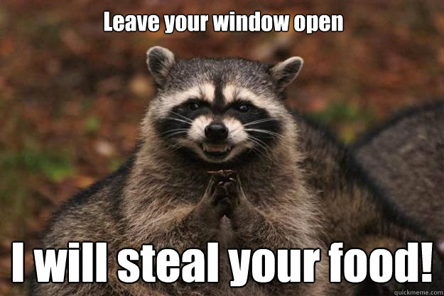 Leave your window open I will steal your food!  Evil Plotting Raccoon