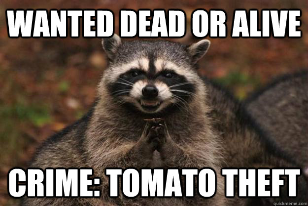 WANTED DEAD OR ALIVE CRIME: TOMATO THEFT  Evil Plotting Raccoon