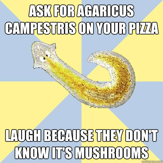 Ask for agaricus campestris on your pizza Laugh because they don't know it's mushrooms  Bio Major Planarian